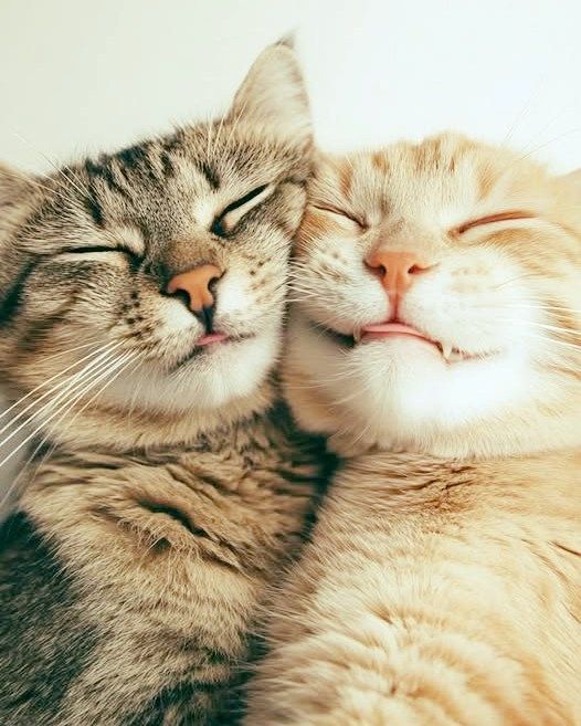 Things your cat is secretly thinking (but will never admit)