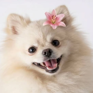 Why our pets are the real VIPs in our live (and we’re just their staff)