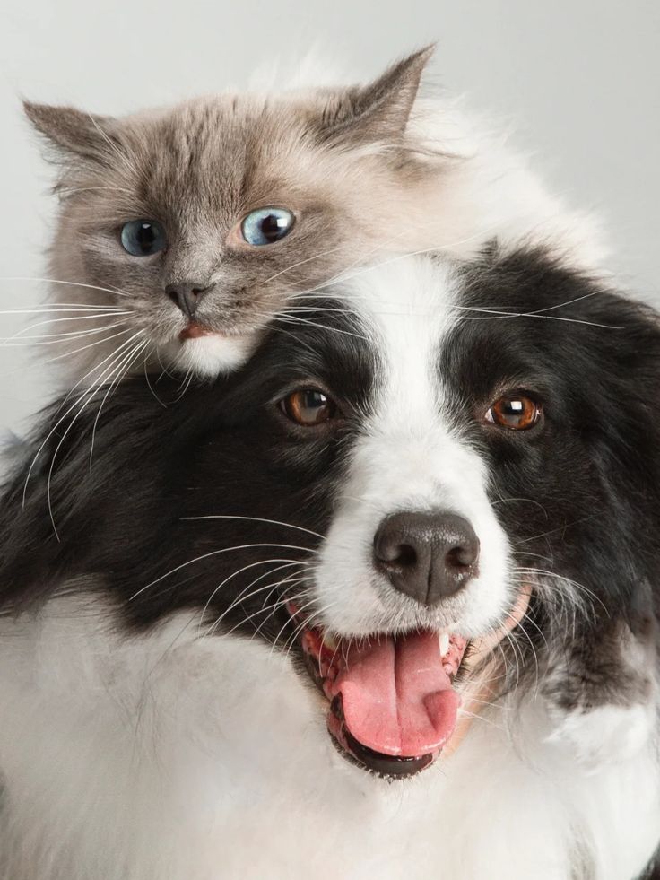 Dogs vs cats: the funniest (and most accurate) comparison ever
