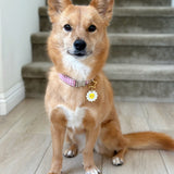 Daisy