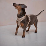 Sand - velvet dog harness
