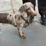 Brown and tan - dog harness