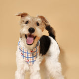 Blue Gingham Cherry Bandana