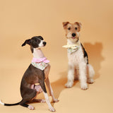 Bowtiful Garden Butter Yellow Floral Bandana
