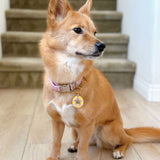 Charmagotchi (customize your breed)
