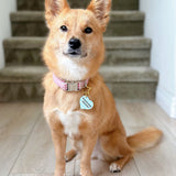 Pawsitively Adorable Heart