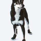 Caesar 1