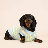 Seaside Swirl Cotton Knitted Dog Sweater